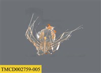 藏品(龍蝦幼體)的圖片